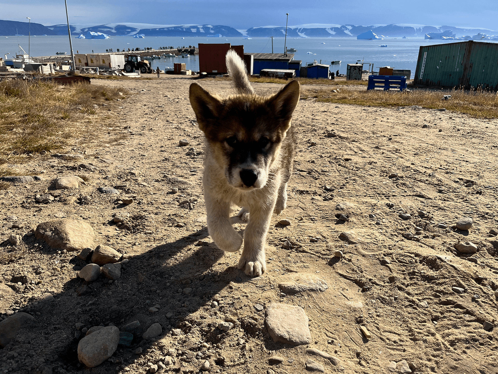 Greenland sled dog puppy in Qaanaaq, North Greenland
