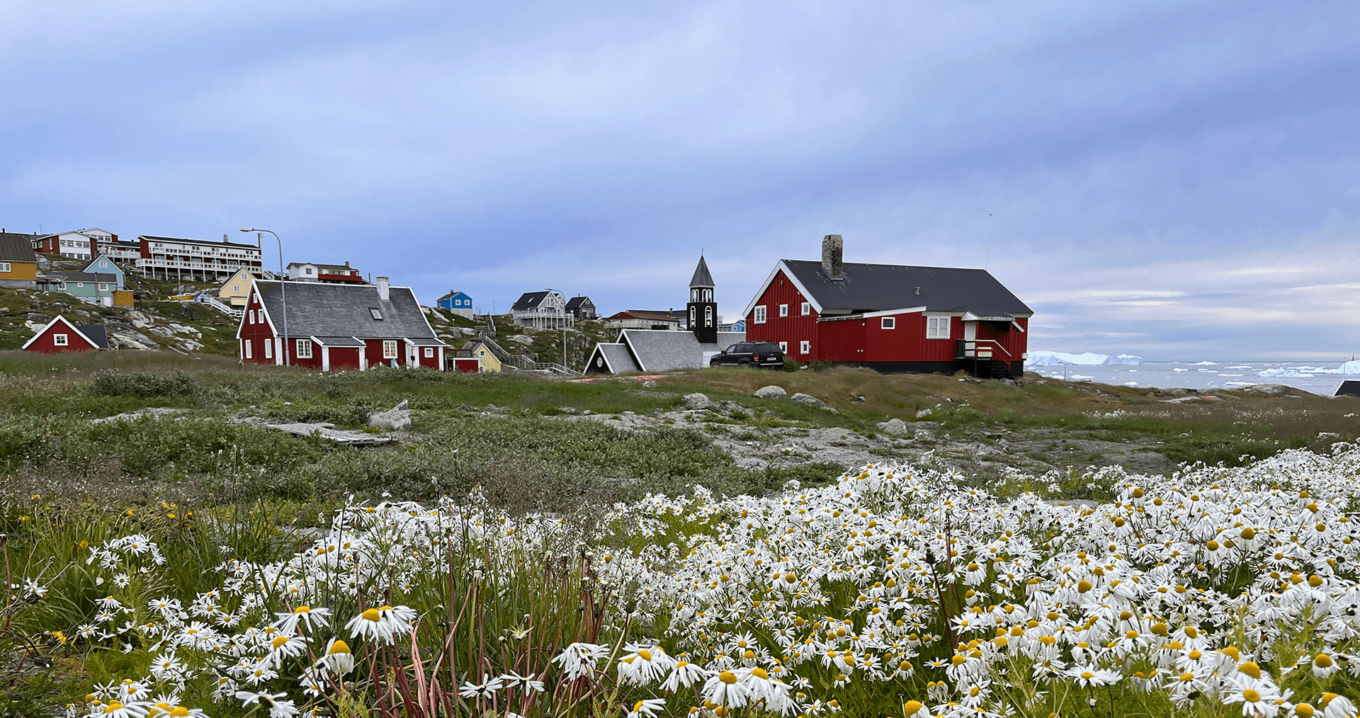 Late summer flowers in Ilulissat, Greenland